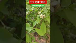 shorts Pollination Entomophily Pollination in Angiosperms And Gymnosperm BioPoint [upl. by Denison]