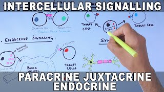 Intercellular Signalling  Cell to Cell Communication [upl. by Enimasaj]