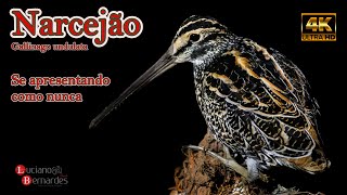 Narcejão Gallinago undulata  Giant Snipe [upl. by Tloh]