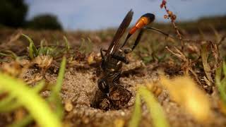 Ammophila Sandwasp Preparing Her Burrow [upl. by Llevron247]