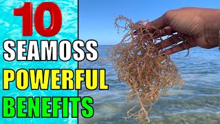 SEAMOSS 10 Surprising Health Benefits and Uses of Sea Moss for Men amp Women [upl. by Annawot511]