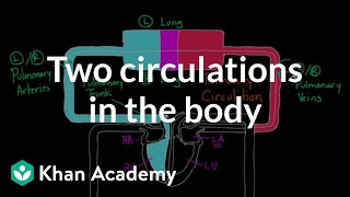 Two Circulations in the Body  Circulatory system physiology  NCLEXRN  Khan Academy [upl. by Neau353]