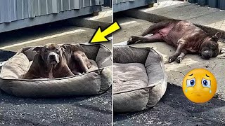 An elderly dog was lying in the parking lot and looked piteously at people [upl. by Eikram]