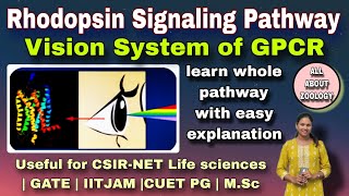 RHODOPSIN SIGNALING PATHWAY OF GPCR  MSc Classes  Cell Biology CSIRNET LIFE SCIENCES GATE [upl. by Maccarone]