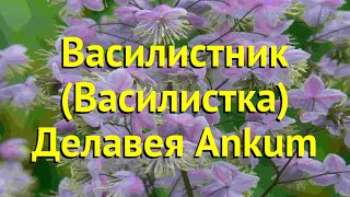 Василистник делавея Анкум Краткий обзор описание характеристик thalictrum delavayi Ankum [upl. by Laureen]