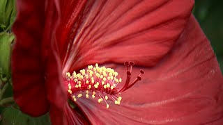 Hardy Hibiscus [upl. by Nipsirc]