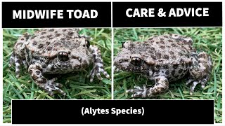 Midwife Toad Alytes Species Care and information by UkAmphibians [upl. by Putnem]