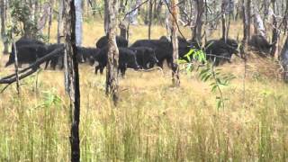 Razorback Catahoulas Cape York 2011 [upl. by Violante]