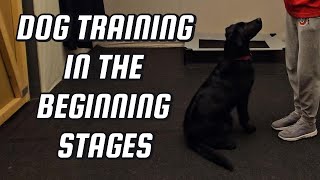 The Beginning Stages Of training A Jumpy Dog [upl. by Prouty]