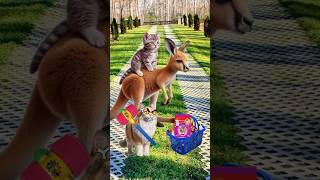 kangaroo stole my whiskas cat cutecat trendingshorts [upl. by Ludwog]