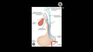 Pituitary [upl. by Sonstrom]