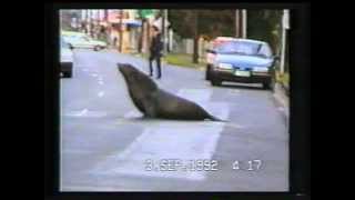 Seal terrorizes small Australian town [upl. by Kcirre]