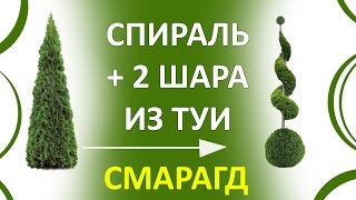 ТУЯ СПИРАЛЬ  СТРИЖКА ТУИ  ТОПИАР  СЕКРЕТЫ ХВОЙНЫХ THUJA SMARAGD стрижкатуиминскVLASTELINMINSK [upl. by Knobloch729]