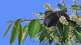 Icterus spurius ORCHARD ORIOLE male foraging gets caterpillar 9087359 [upl. by Achilles696]