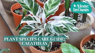 Plant Species Care Guide Calathea Geoppertia  The Tricks to Grow Healthy Calathea quotWhite Fusionquot [upl. by Yentruok607]