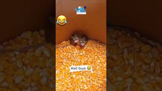 ￼Rat comedy video 🤣🤣wait for end ￼🤣🤣comedy funny ytshortsindia shortsyoutube shorts shortvideo [upl. by Tella5]