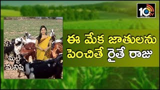 ఈ మేక జాతులను పెంచితే రైతే రాజు  Earn High Profits With HighBreed Types of Goats Farm  10TV [upl. by Aidne]