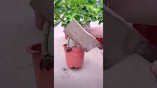 The process of replanting a flowerpot [upl. by Ahsym]