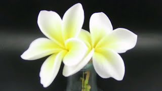 Frangipani flower Timelapse [upl. by Mouldon]