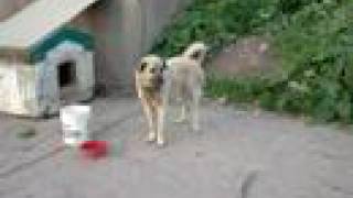 Ayi Boganlar Sivas KANGAL PUPPIES for SaleAnatolianShepherd [upl. by Featherstone505]