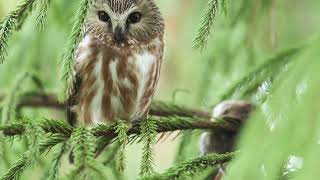 Northern SawWhet owl [upl. by Suhail]