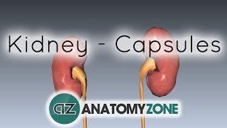 Capsules of the Kidney  Anatomy Tutorial [upl. by Fiora]