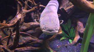 Curious Electric Eel Watches Back for Longest Time [upl. by Ahsinak]