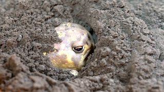 The friendly Rain frogs are cute [upl. by Hartzel]