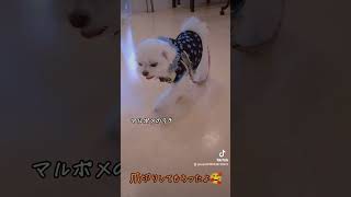 トリミングサロン爪切りがんばったよ ミックス犬 マルポメ マルポメのラテ ヨープー ヨープーのチョコ 可愛い dog 犬 トリミングサロン いぬ いぬのきもち [upl. by Acinorehs]