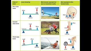 LEVER MECHANICAL ADVANTAGE amp DISADVANTAGE [upl. by Catt]