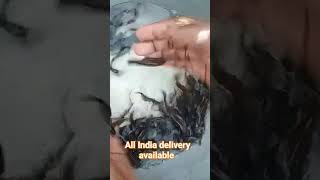 fish singhi fish catfish all fish seeds available 😲 ram ram 🙏 [upl. by Coltun]