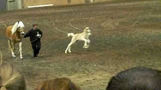 Haflinger Foal goes Nuts [upl. by Michaele115]