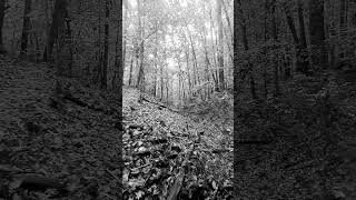 Small Footbridge Over a Ravine hikingadventures footbridge hiking leaves [upl. by Eirdua]