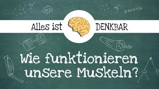 Wie funktioniert ein Muskel [upl. by Og412]