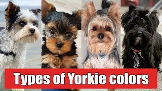 9 Different Types of Yorkshire Terrier Colors And Their Role  Types of Yorkie Colors [upl. by Lowenstein837]