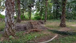 Palm oil farm  teak intercrop   stage 1  cheepurpalli dated 12nov2024 [upl. by Peckham]