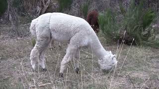 Alpacas de Gredos Update on Our Limping Alpaca  The Chiropractor Examines Her [upl. by Amery936]