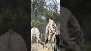 OMG Giraffe Vs Giraffe Real Fight shorts [upl. by Anny281]