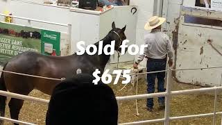 HORSE AUCTION in the WEST Cedar Livestock Market June 6 2024 [upl. by Cresa]