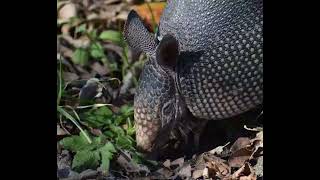 Armadillo Sound  Armadillo Voice  Animal Sounds [upl. by Anadroj]