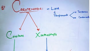 Carotenoids class 11Types of carotenoidsCarotenes and XanthophyllPhotosynthetic pigments class 11 [upl. by Dale321]