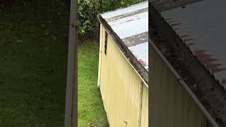 LETS WATCH RAINWATER OVERFLOWS SHED GUTTER newyoutubevideo rainwater rainwatersounds [upl. by Kowalski469]