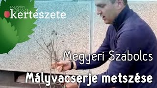 Mályvacserje Hibiscus syriacus metszése  Megyeri Szabolcs Kertészet [upl. by Ytineres320]