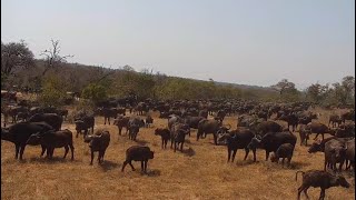 A very large herd of buffalo at Djuma Waterhole Part 4 [upl. by Kanor]