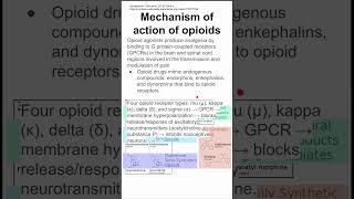 Mechanism of action of opioids [upl. by Candide]