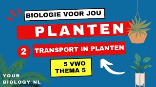 5 vwo  Planten  2  Transport in planten [upl. by Eanod490]