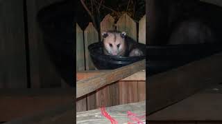 Fang opossums possum cute [upl. by Paynter98]