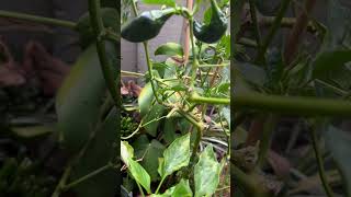 GROWING MILD HEAT VERSATILE POBLANO PEPPERS GROWINGMILDHEATPEPPERS JENITASBFWELLWISHESGARDENING [upl. by Lauder]