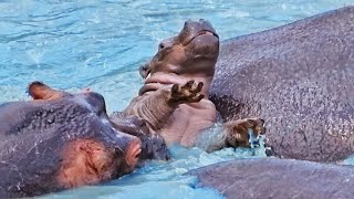 Baby Hippo Fights for Survival While Being Attacked [upl. by Aurel]