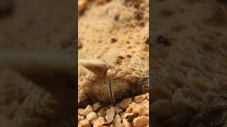 AMAZING Desert Viper BURROWS in Sand satisfying [upl. by Moorefield]